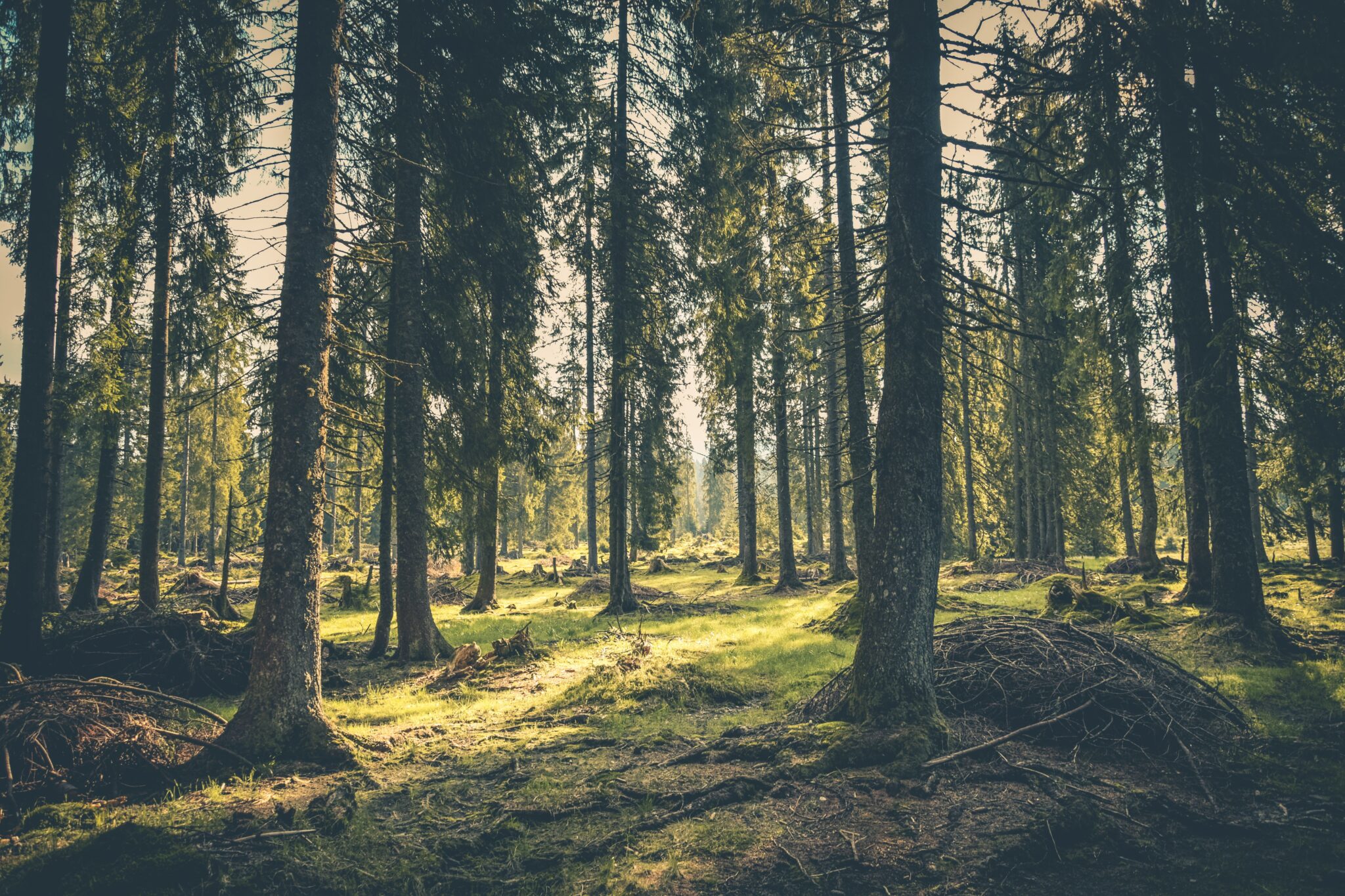 Свежий базилик и травы в горшке